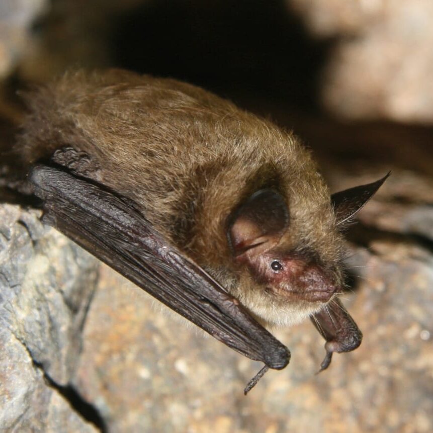 bat